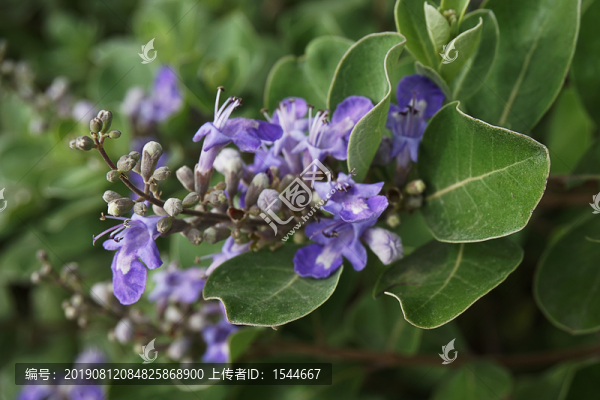 單葉蔓荊