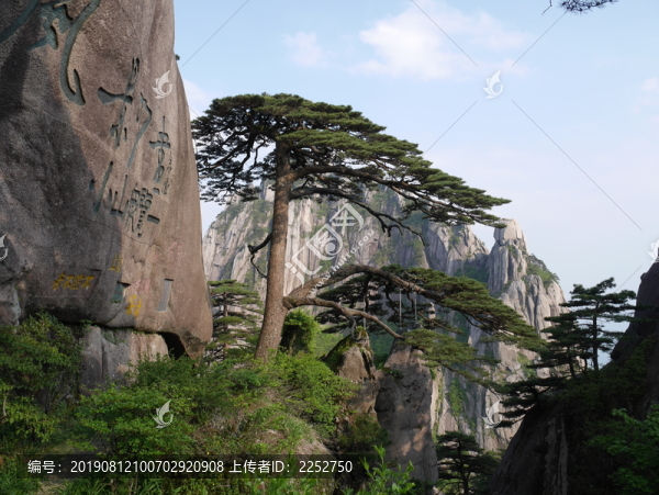黃山迎客松