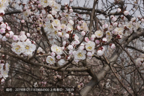 櫻花
