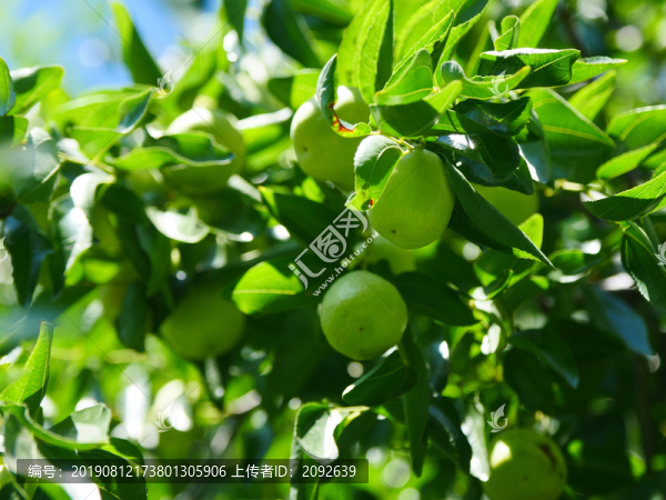 瓜果種植青棗掛果
