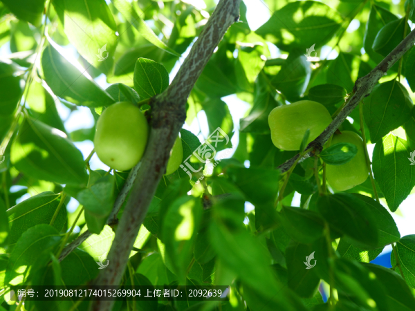 瓜果種植青棗掛果