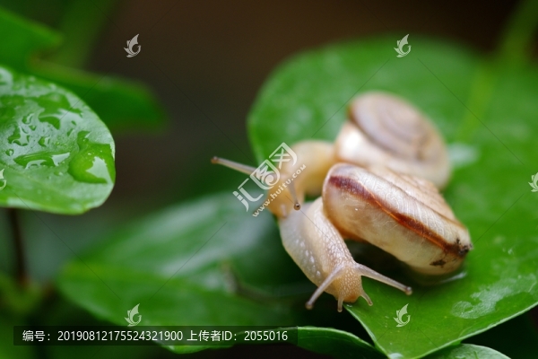 蝸牛