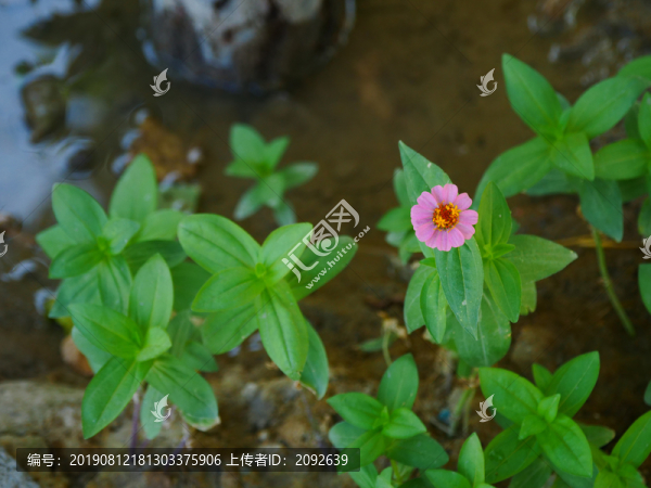植物花草