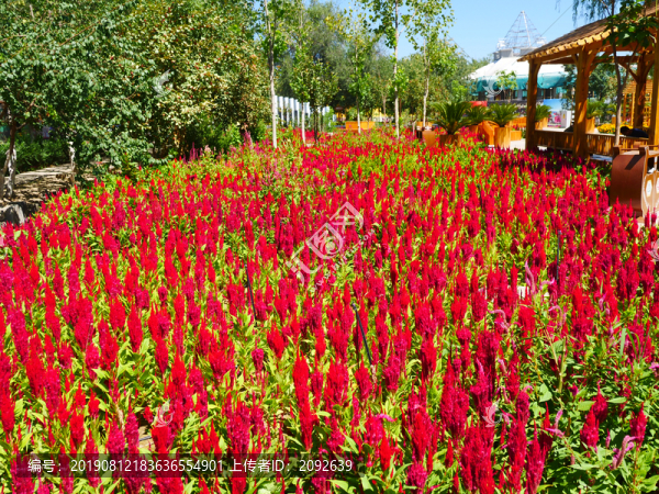 雞冠花