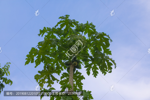 木瓜樹