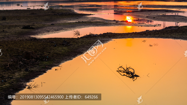 夕陽下的枯樹剪影