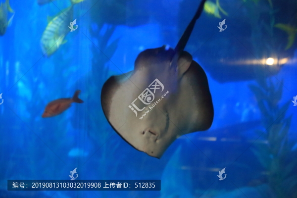 海洋生物