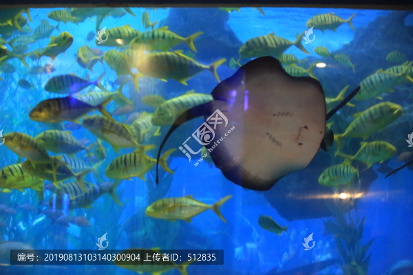 海洋魚類