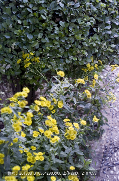 小徑黃花