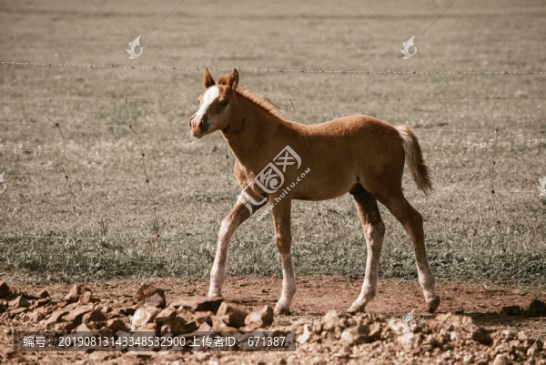 可愛(ài)的小馬駒