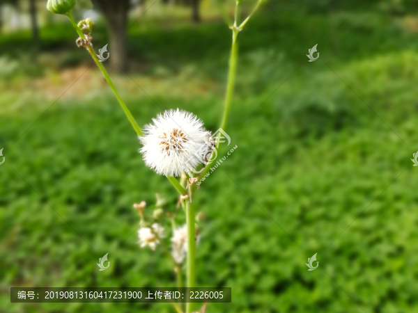 蒲公英