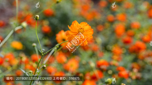 花海