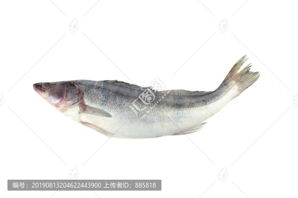 海鱸魚