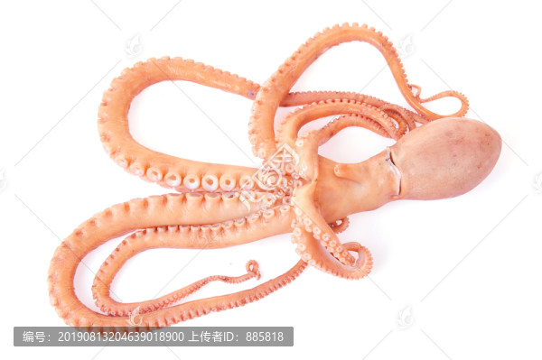八爪魚(yú)