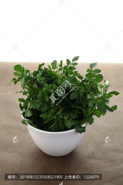 西洋菜