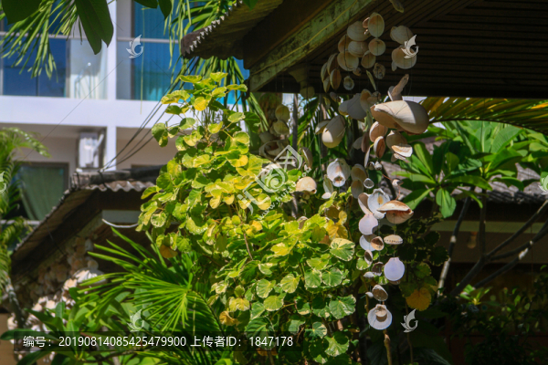園林景觀