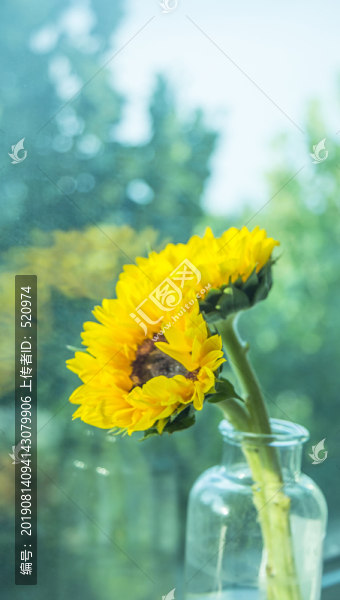太陽花