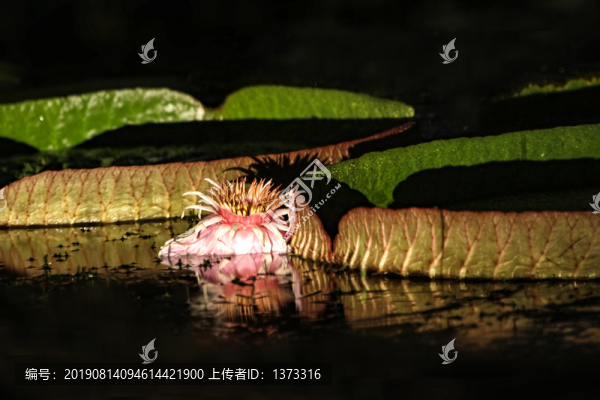王蓮