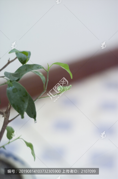 盆栽榕樹