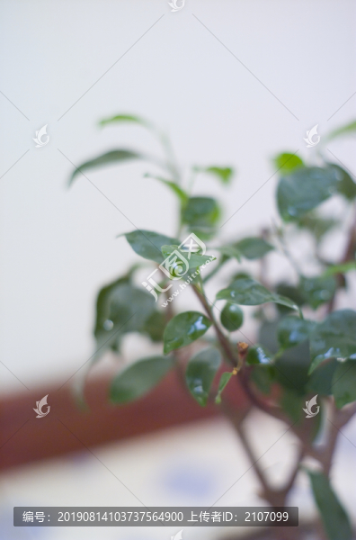盆栽榕樹