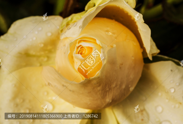 玫瑰花