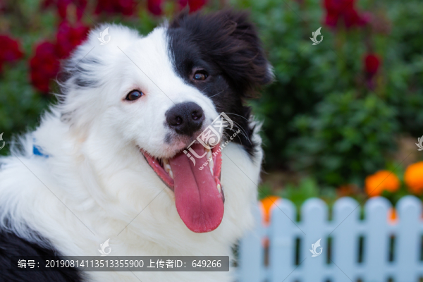 邊境牧羊犬