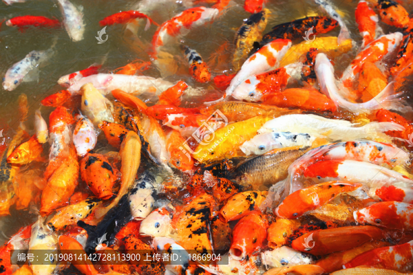 鯉魚翻騰