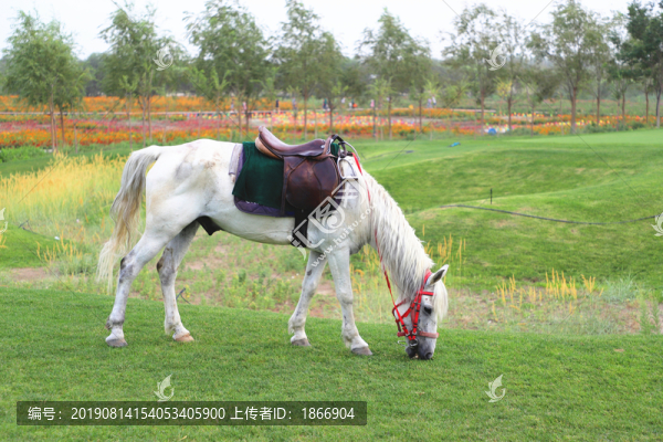 悠閑吃草的馬兒
