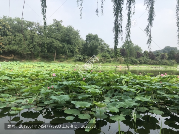 夏天的荷花