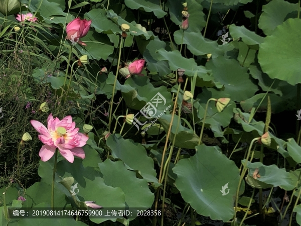 夏天的荷花