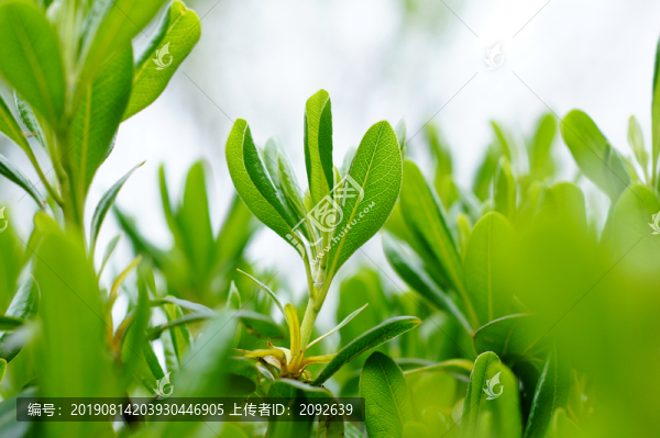 綠色清新葉子
