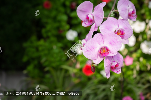 蝴蝶蘭