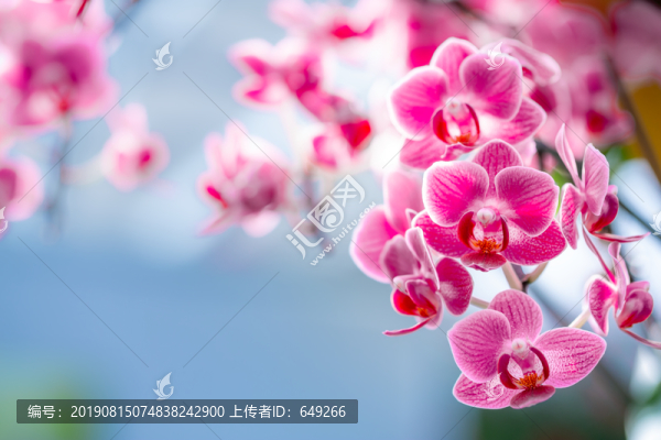 蝴蝶蘭