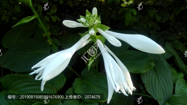 玉簪花
