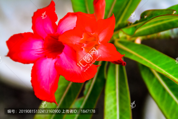 沙漠玫瑰