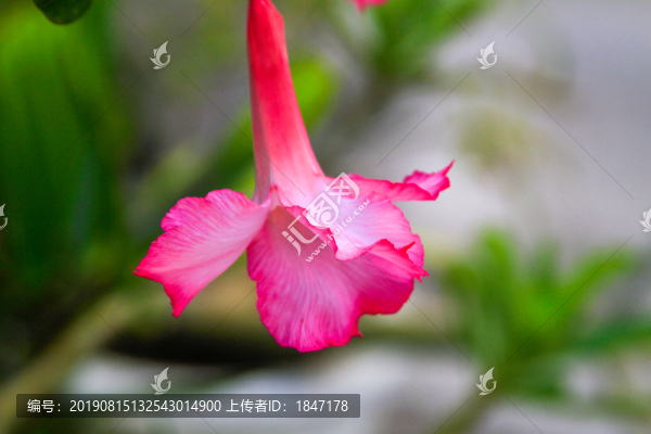 沙漠玫瑰
