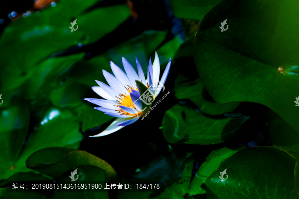 睡蓮
