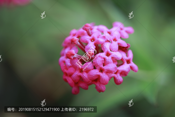 銀葉郎德木花