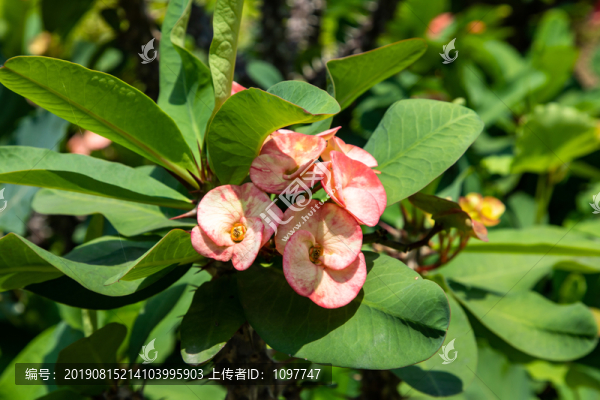 鐵海棠