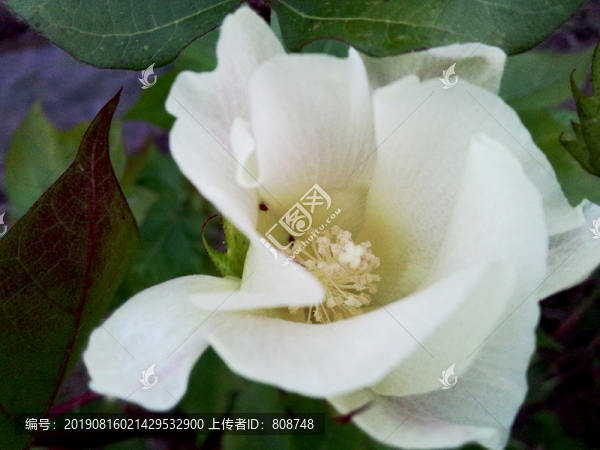 棉花