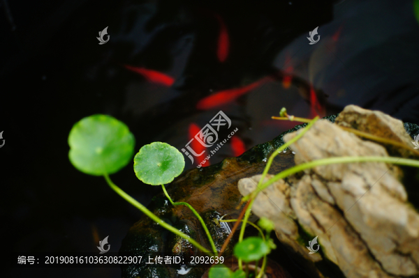 室內(nèi)裝飾金魚池