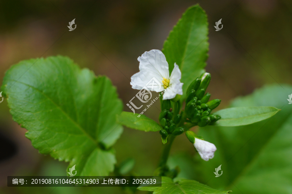 綠色蔬菜