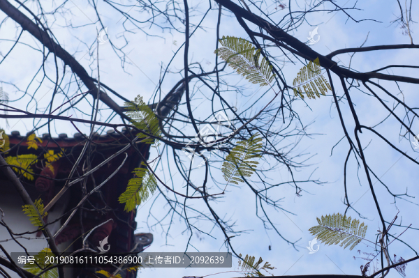 藝術(shù)枝頭