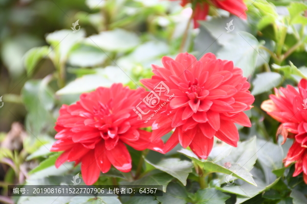 花朵