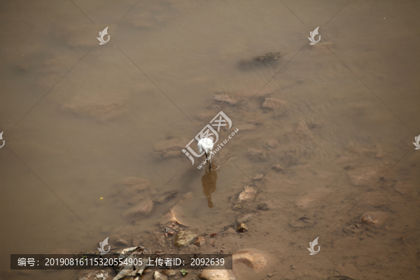 白鷺