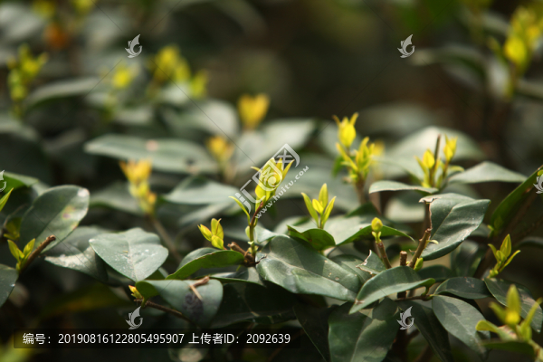 芽尖