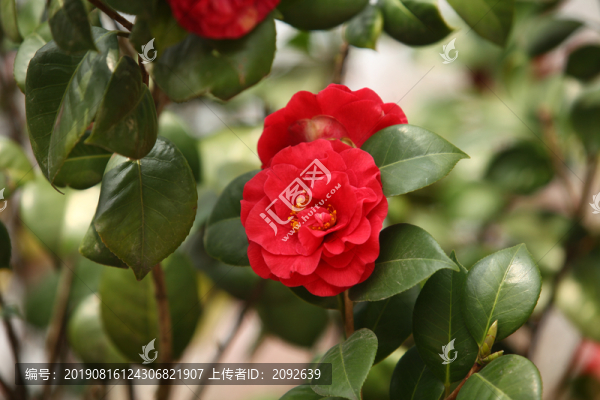 山茶花