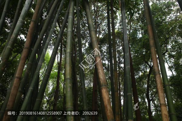 竹林中國(guó)古典園林
