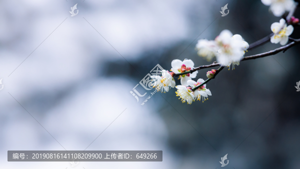 白梅花