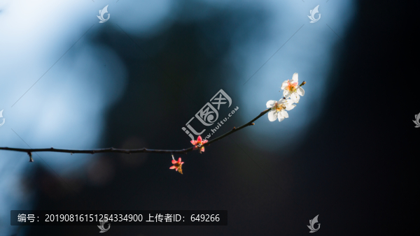 白梅